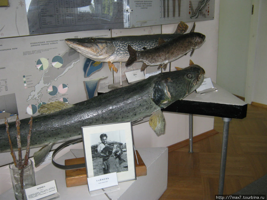 Байкальский  музей Листвянка, Россия