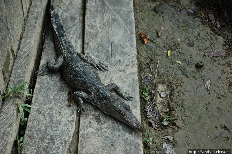 На реке Мамберамо обитают два вида крокодилов: buaya bob (в переводе с индонезийского – крокодил боб)… Папуа, Индонезия