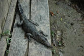 На реке Мамберамо обитают два вида крокодилов: buaya bob (в переводе с индонезийского – крокодил боб)…