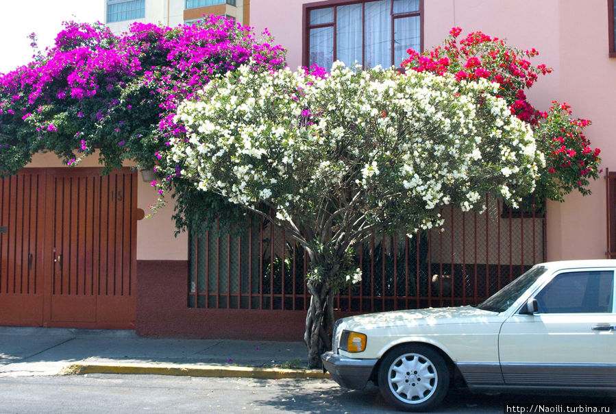 Цветы у входа Мехико, Мексика
