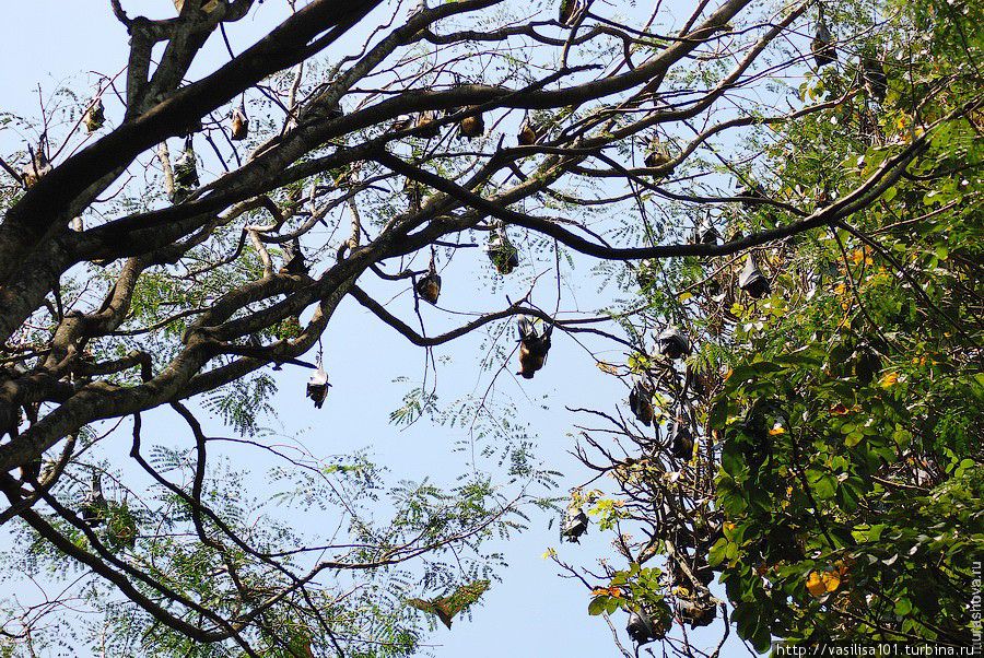 Королевский ботанический сад Перадении Перадения, Шри-Ланка