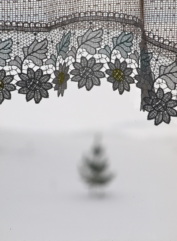 Визит-центр — вид из окон столовой — елочка и занавесочка... Морщихинская, Россия