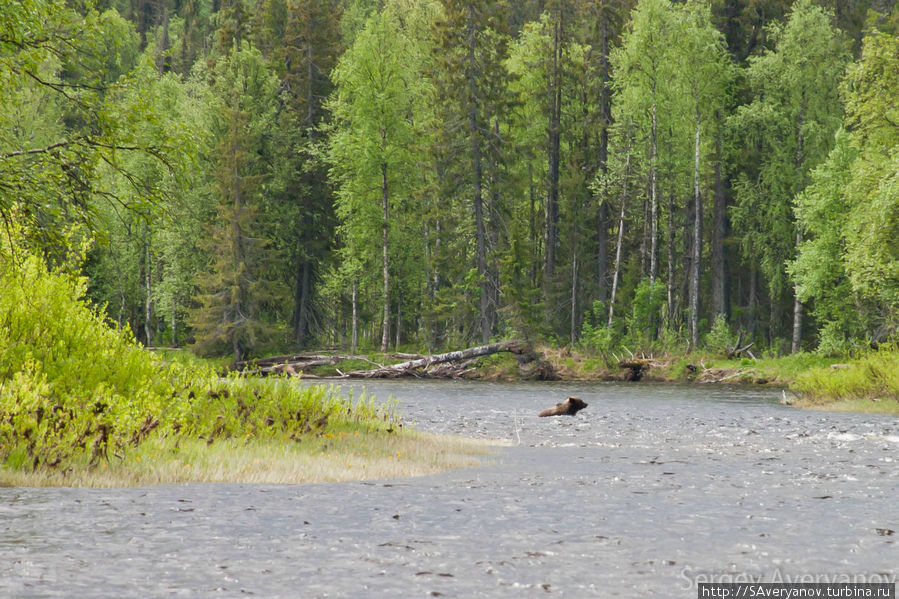Вишера, медведь Перевал Дятлова, Россия