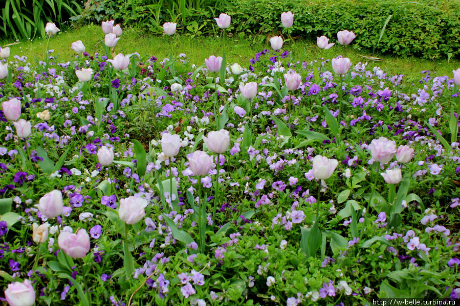 Был май и цвел прекрасный сад. Цветотерапия 2012, ч.1 Живерни, Франция