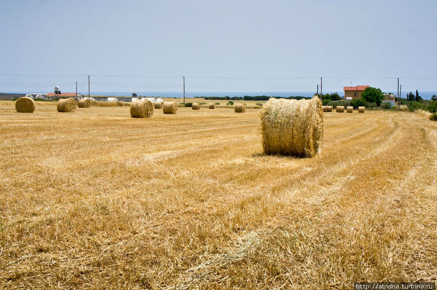 Вдоль дороги: олеандр и сена стоги Кипр