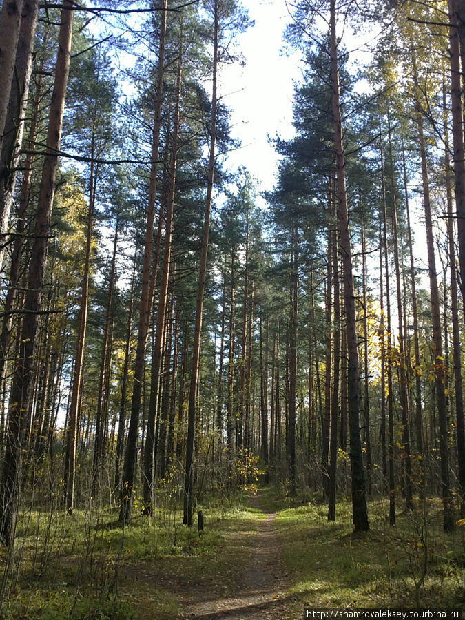 Солнечное воскресенье в сосновом лесу Санкт-Петербург и Ленинградская область, Россия