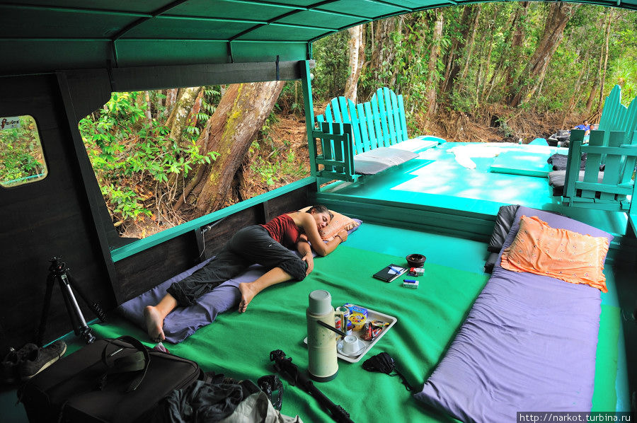 За орангутангом на клотке (Калимантан) Национальный парк Танджунг Путинг, Индонезия