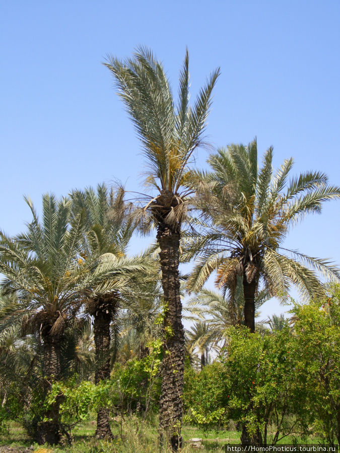Преддверие Пустыни Вилайет Габес, Тунис