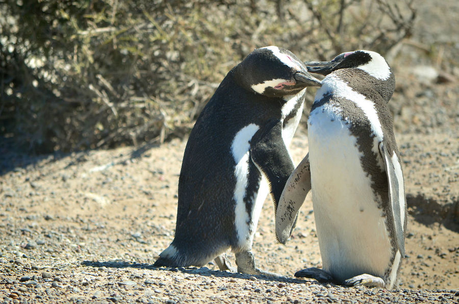 У магелланских пингвинов есть чему поучиться. Они считаются одними из самых верных и постоянных животных и — найдя свою вторую половинку — остаются ей преданными на всю жизнь!