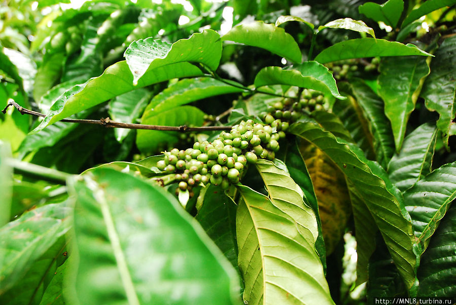 кофейная плантация Бали, Индонезия