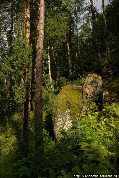 Черневый лес... Белокуриха, Россия