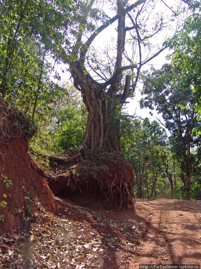 старинное дерево. очень большое, размер к сожалению не слишком заметен Тансен, Непал