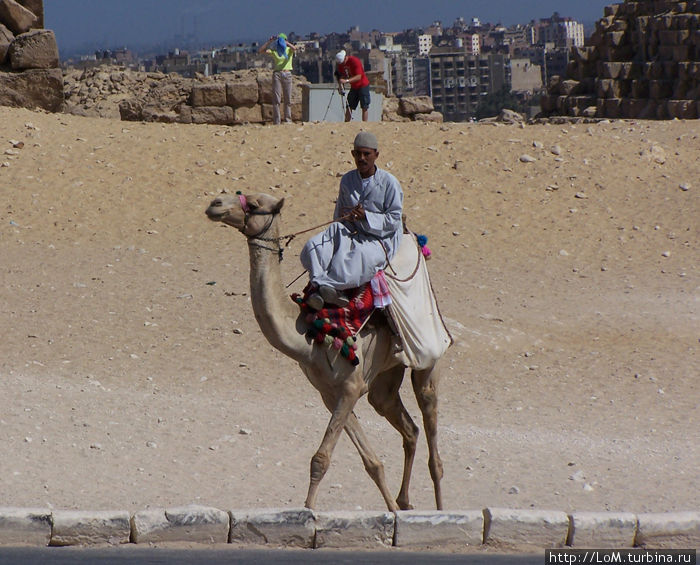 погонщик верблюдов Гиза, Египет