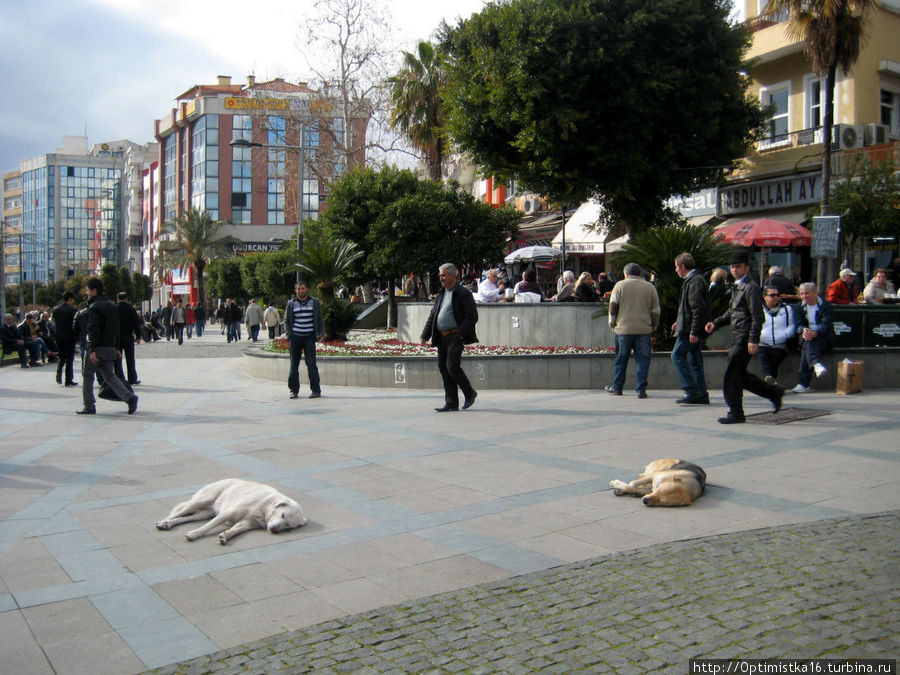 Собаки в центре города чувствуют себя вполне вольготно. Анталия, Турция