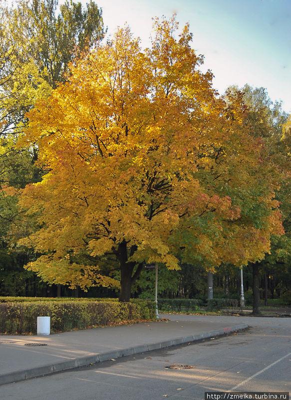 Осенью в парке очень красиво, он одет в золото и щедро посыпает им гуляющих под деревьями :)