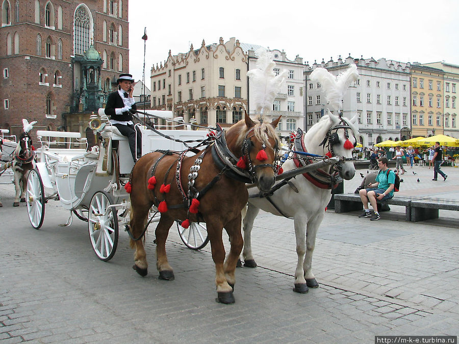 Парочка лошадей Краков, Польша