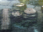 Прозрачная минералка Бассейна Клеопатры освежит жарким летом и согреет прохладной зимой