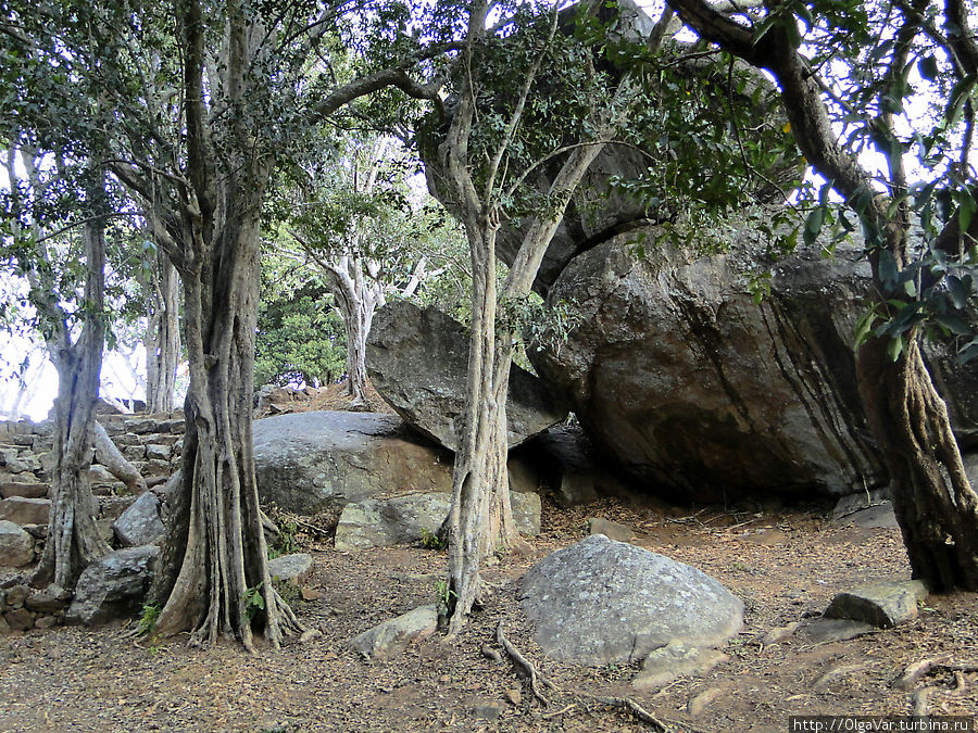 Вокруг деревья причудливых форм... Михинтале, Шри-Ланка
