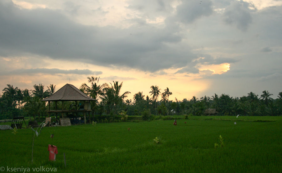 Закат над рисовыми полями Убуд, Индонезия
