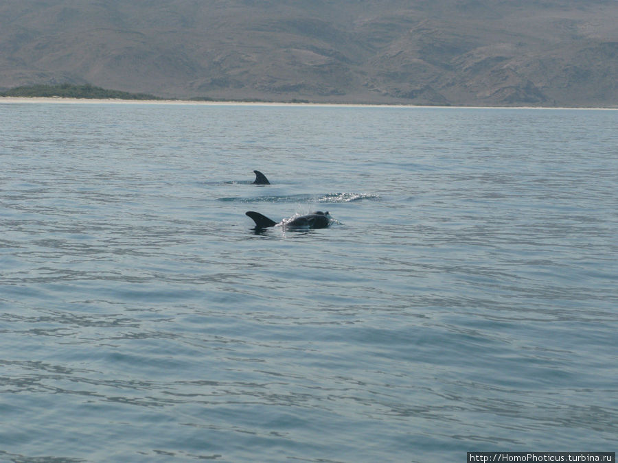 Бухта Шуаб,дельфины Остров Сокотра, Йемен