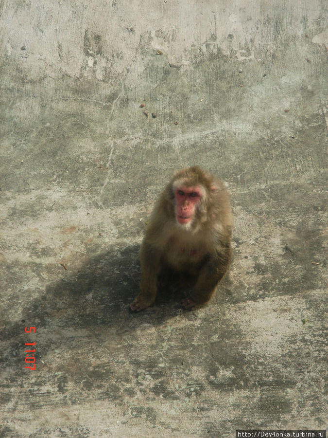 Эта маленькая обезьянка, судя по своему поведению, не всегда понимает что происходит