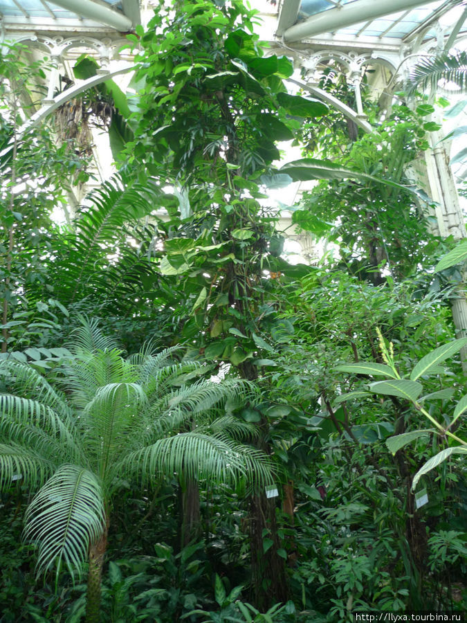 Пальмовая оранжерея (PalmHouse) Вена, Австрия