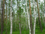 Лес рядом с Раменским