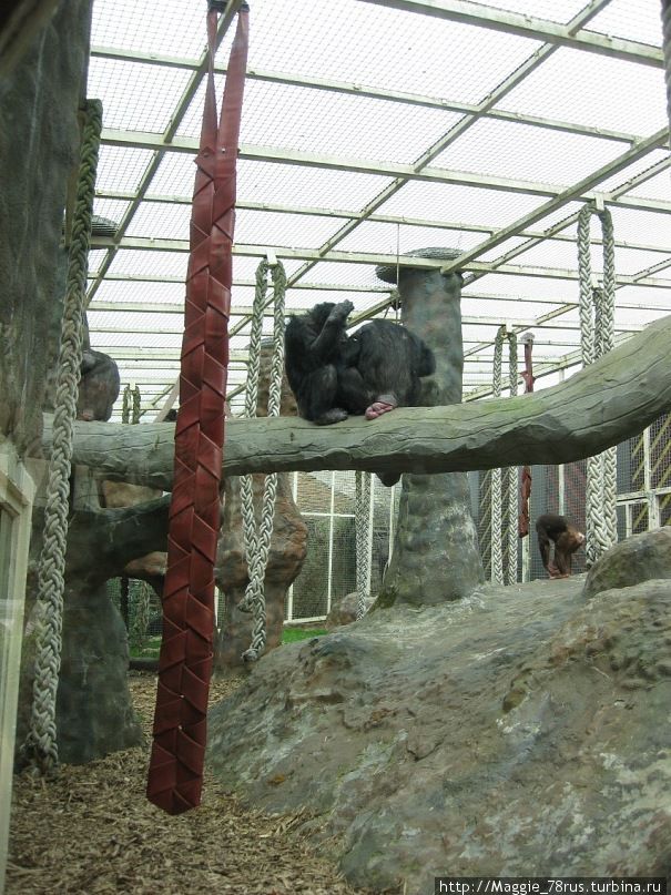 Один из лучших зоопарков  мира в Колчестере, Эссекс Колчестер, Великобритания