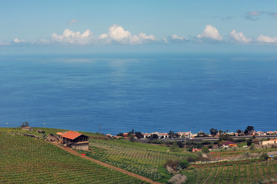 Вид с балкончика ресторана на виноградники Санта-Крус-де-Тенерифе, остров Тенерифе, Испания