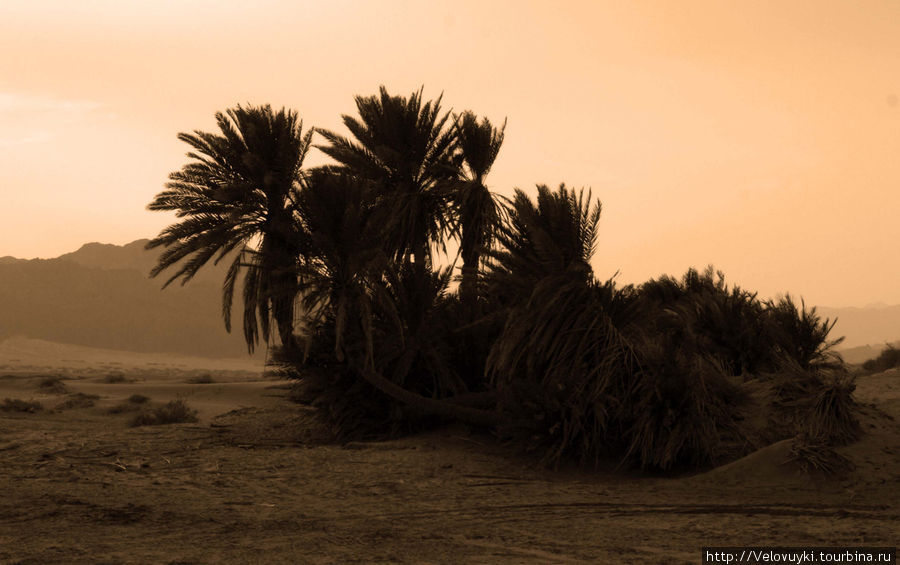 Зимние велопутешествия по Синаю Провинция Южный Синай, Египет