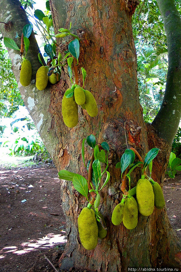 Хлебное дерево Маврикий