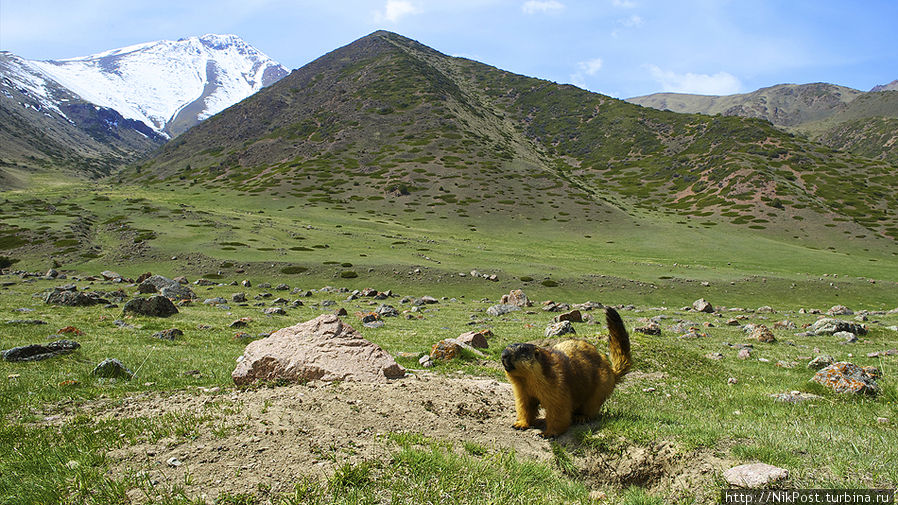 Красный сурок  у своей норы в верховьях ущелья Мерке. Киргизский хребет. Тараз, Казахстан