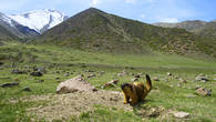 Красный сурок  у своей норы в верховьях ущелья Мерке. Киргизский хребет.