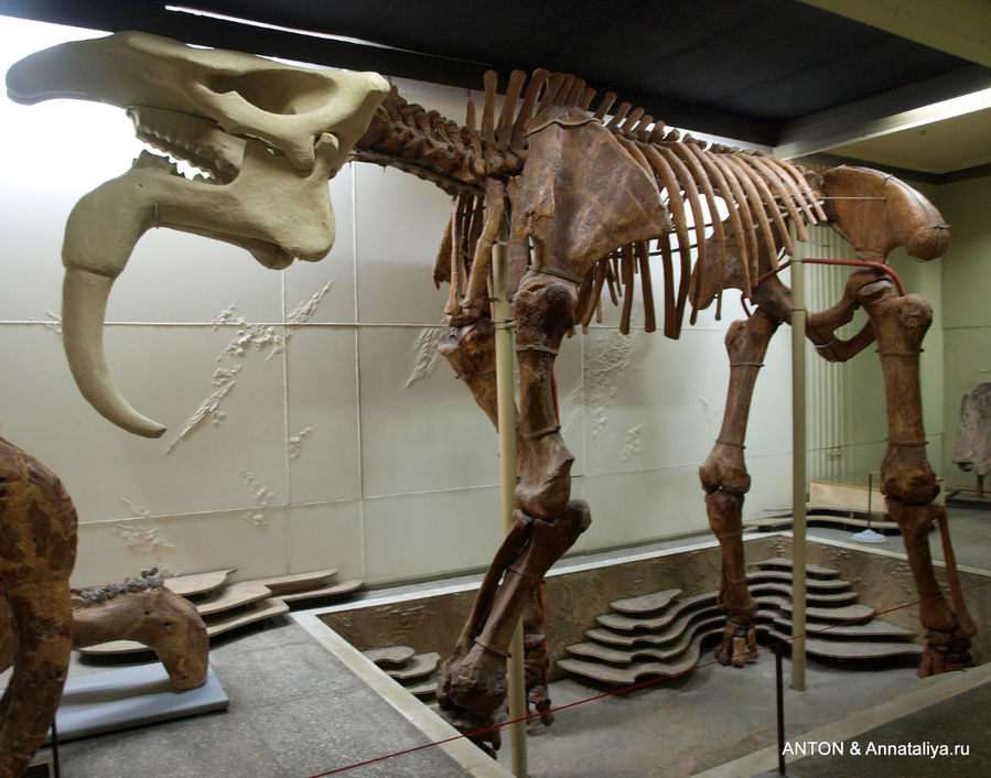 Но в музее есть не только этнографическая, а еще огромная  палеонтологическая и археологическая. Самый ценный ее экспонат — этот: скелет динотерия. Кишинёв, Молдова