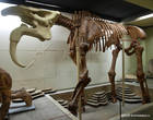 Но в музее есть не только этнографическая, а еще огромная  палеонтологическая и археологическая. Самый ценный ее экспонат — этот: скелет динотерия.