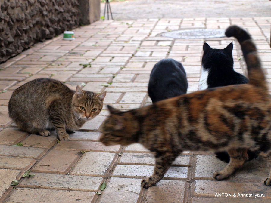Дворики, кошки и коммунальный колорит Одесса, Украина