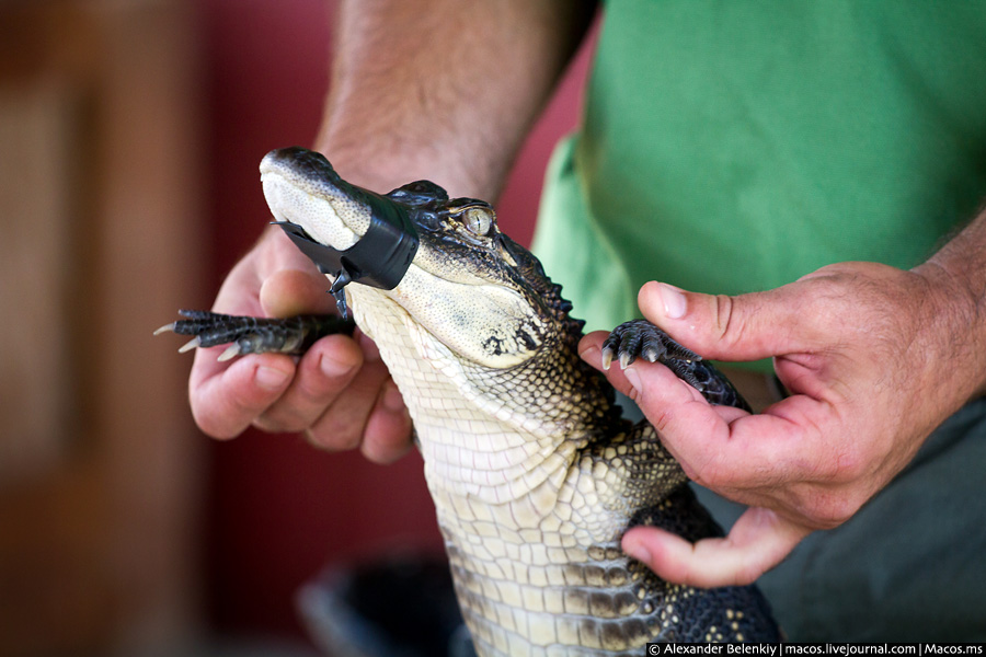 Для безопасности детей он заклеивает крокодилий рот чёрной изолентой. Новый Орлеан, CША