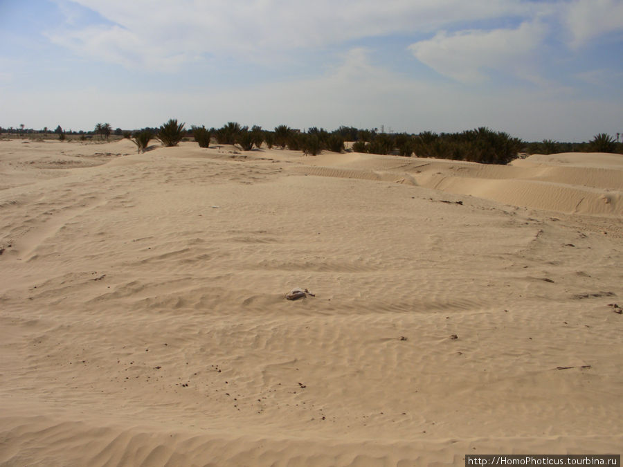 Преддверие Пустыни Вилайет Габес, Тунис