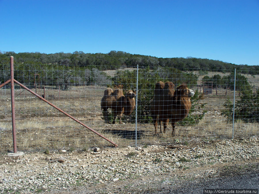 Двугорбых верблюдов можно посмотреть лишь через сетку, издалека. Сан-Антонио, CША