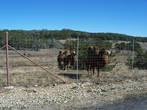 Двугорбых верблюдов можно посмотреть лишь через сетку, издалека.
