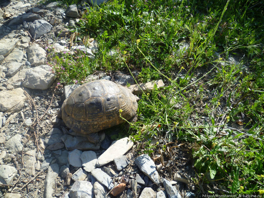 черепашки этой местности Кёйджегиз, Турция
