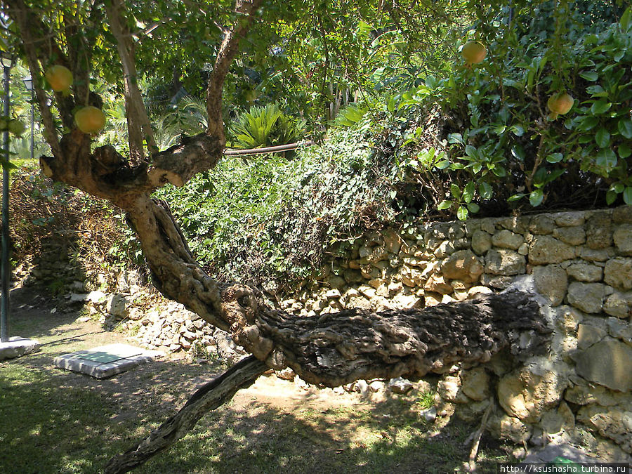 Ботанический кайф в Молино де Инка Торремолинос, Испания