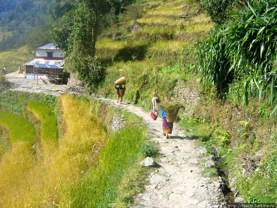 Трек вокруг Аннапурны:  возвращение в цивилизацию Наяпул, Непал