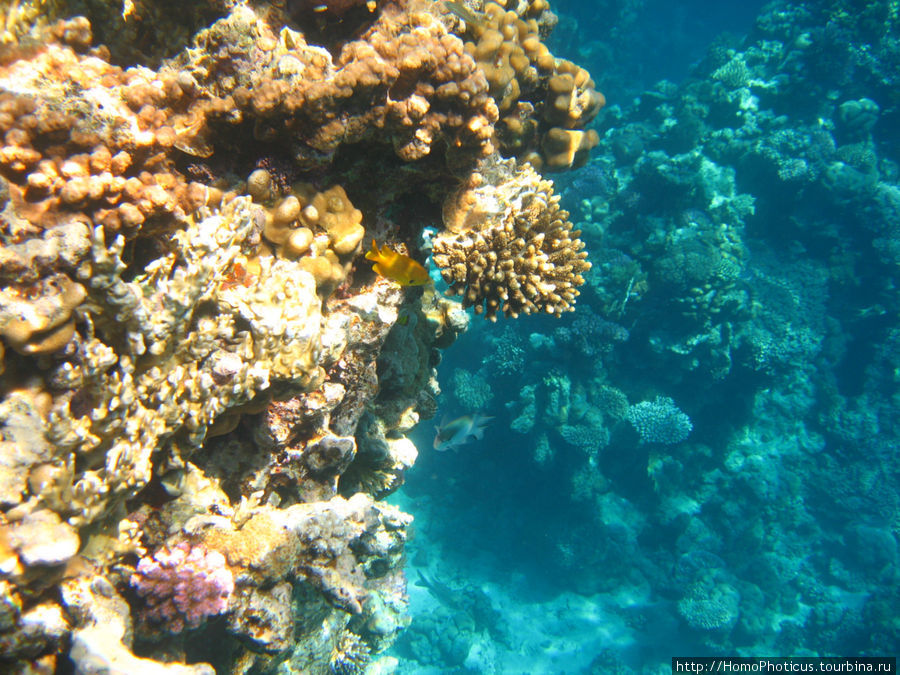 Подводный мир Красного моря Шарм-Эль-Шейх, Египет