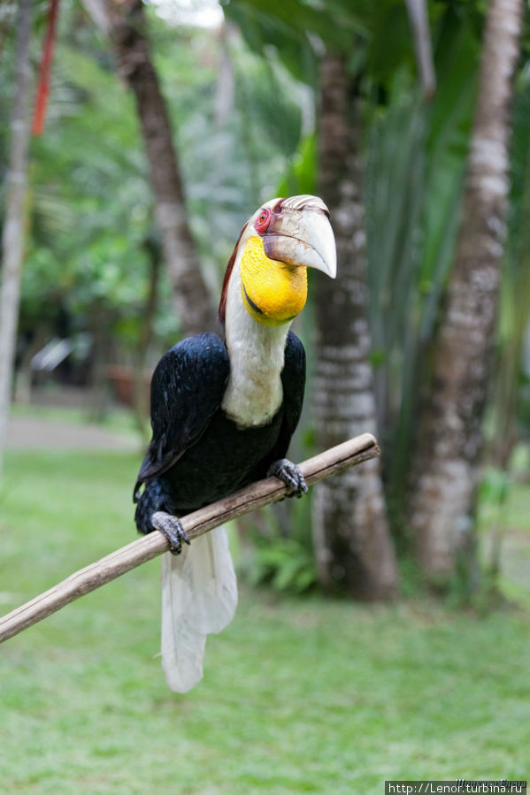 Царство птиц и драконы Комодо Бали, Индонезия