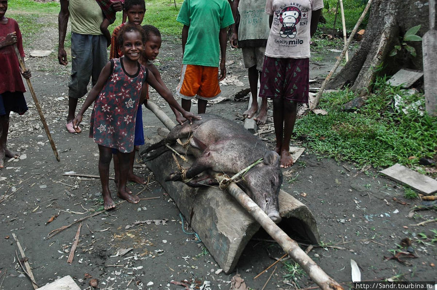 Свинью привязали к шесту. Как сказали мне папуасы, она дикая, а не домашняя. Убили ее в лесу на охоте. Папуа, Индонезия