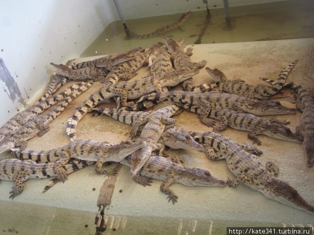 Филиппинские приключения. Часть 4. Тюрьма и крокодилы. Пуэрто-Принсеса, остров Палаван, Филиппины