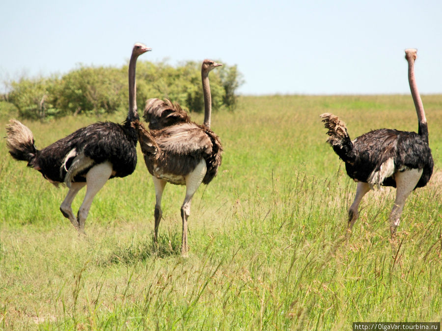 Африканские страусы на ро