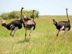 Африканские страусы на родных просторах Кении