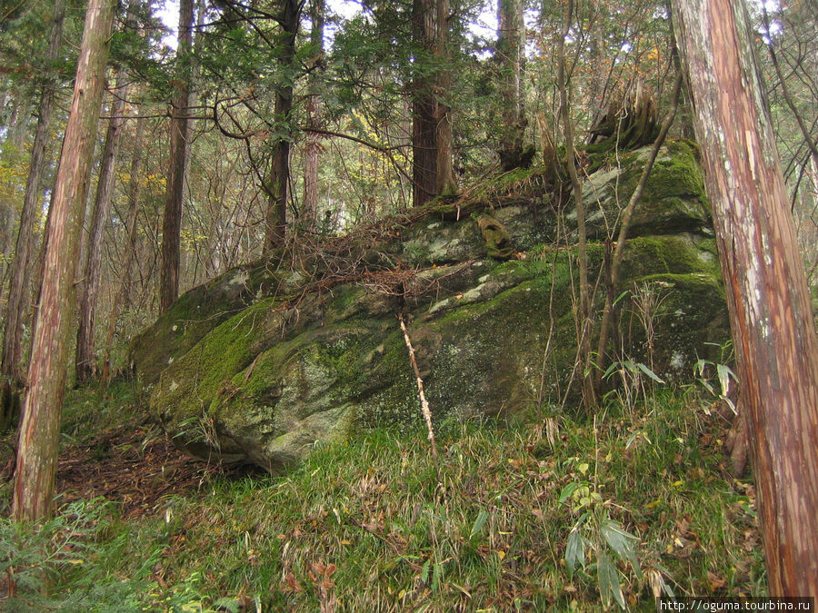 Опять про растущие на камнях деревья Префектура Нагано, Япония